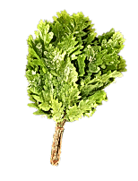 venik